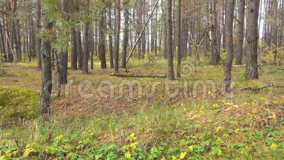 俄罗斯森林泰加西伯利亚树叶在风中几乎不摇摆视频的预览图
