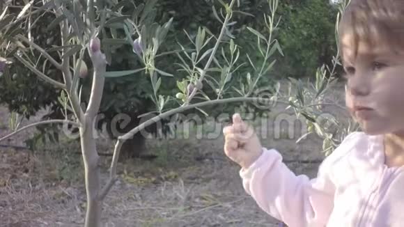 浅粉色的小宝宝摘橄榄树的果实视频的预览图