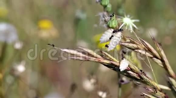 一群蚂蚁把干燥的块茎草BrizaMaxima植物储存起来视频的预览图
