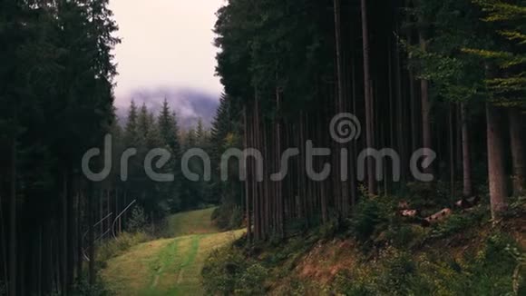 山中树木高大的森林景观户外活动视频的预览图