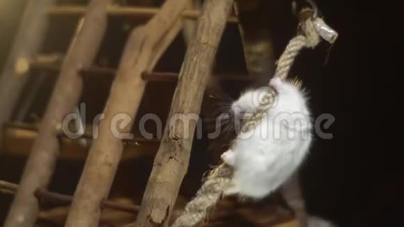 白色毛茸茸的仓鼠在操场上的一根绳子上争先恐后地寻找站在镜子展示台上的谷物视频的预览图