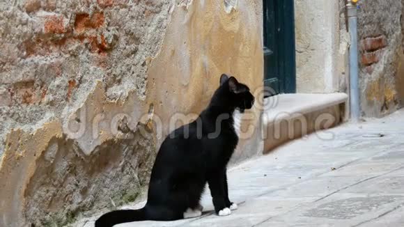 威尼斯破墙附近美丽高贵的黑白猫视频的预览图