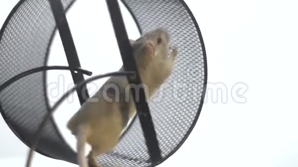 一只漂亮的白老鼠移动胡须在跑轮里跑慢动作视频的预览图