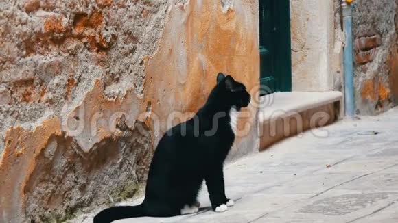 威尼斯破墙附近美丽高贵的黑白猫视频的预览图