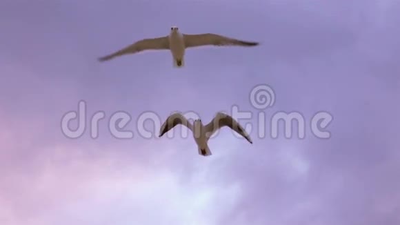 海鸥在日落时飞翔视频的预览图