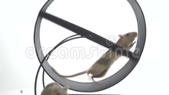 一只白色的老鼠在跑轮里跑另一只白色的老鼠坐在它的前面动作很慢视频的预览图