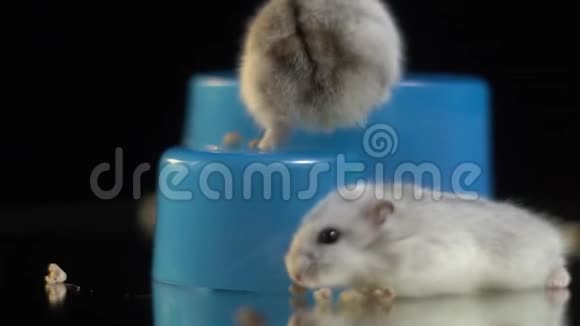 小仓鼠爬上蓝色塑料动物喂食器关上视频的预览图