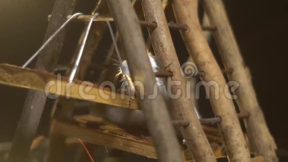 毛茸茸的白色仓鼠整齐地爬上秋千挂在木制操场上供啮齿动物玩耍动作缓慢视频的预览图