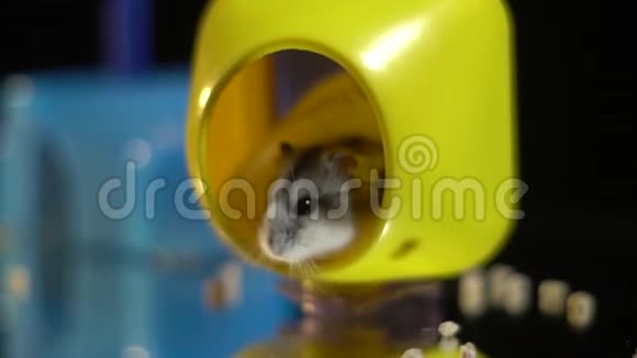 毛茸茸的仓鼠坐在一个黄色的塑料房子里看着外面散落在水槽里的干粮周围视频的预览图