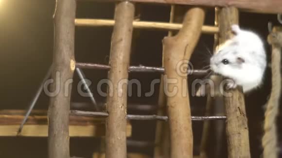 毛茸茸的仓鼠到处跑爬在一个木操场上站在镜子展示台上视频的预览图