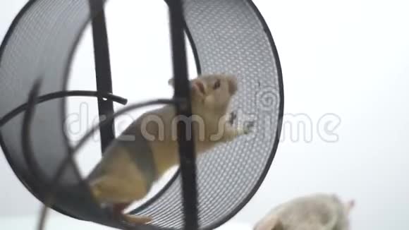 一只有趣的老鼠在一个运行轮中跳跃和运行在背景中有另一只老鼠慢动作视频的预览图