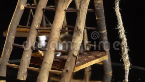 一只可爱的白色仓鼠坐在一个木制的操场上慢慢地搅动着胡须视频的预览图
