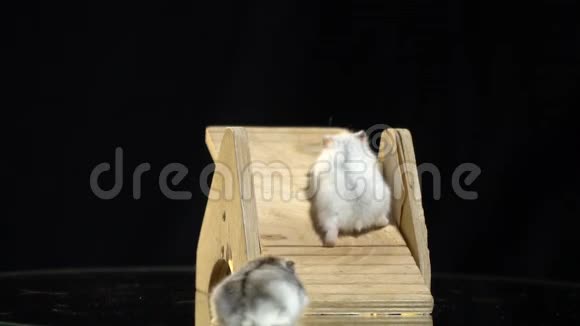 一只白色的仓鼠沿着秋千跑而另一只灰色的毛茸茸的仓鼠在看着他慢动作视频的预览图