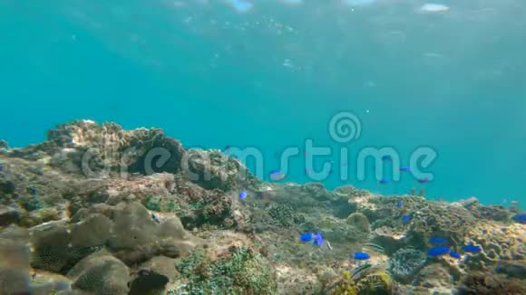 水下生活珊瑚礁上有很多热带鱼类慢镜头视频的预览图