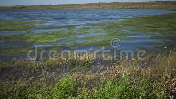 咸水湖长满藻类有许多小苍蝇视频的预览图