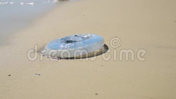 暴风雨过后死水母被扔到黑海的沙质海岸上视频的预览图
