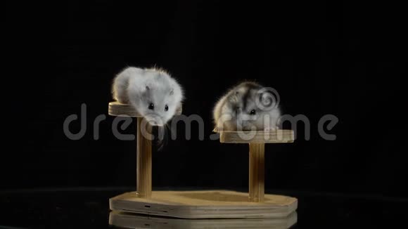 木座上的两只可爱的仓鼠互相看着对方扭动着一丝其中一只跳了下来视频的预览图