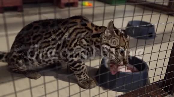 宠物动物园里的小猫视频的预览图