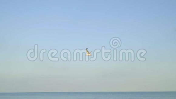 一只孤独的海鸥在无云的天气自由自然宁静和稍慢的动作中飞过大海视频的预览图