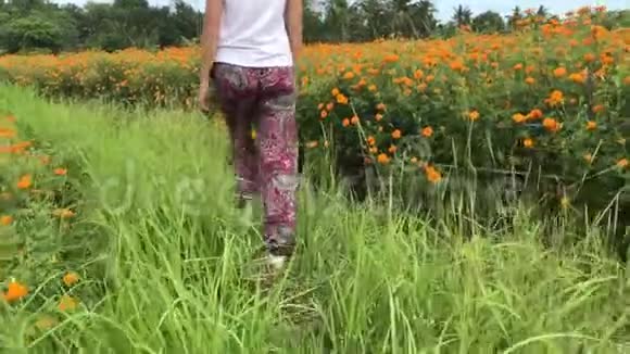 女人走在万寿菊的田野上印度尼西亚巴厘岛晴天视频的预览图