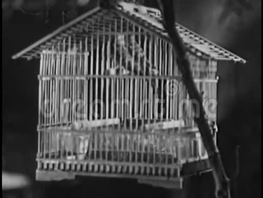 两只鹦鹉在鸟笼里视频的预览图