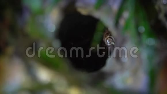 在洞中发现了蜘蛛网马来西亚雨林丛林野生动物园夜间野生动物视频的预览图
