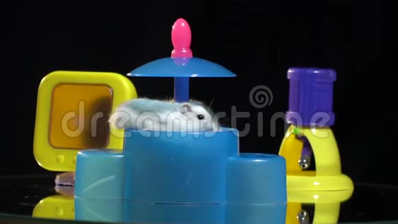 可爱的毛茸茸的仓鼠跑到一个塑料喂食器的背景下一个饮酒碗拍摄在一个展示台上视频的预览图