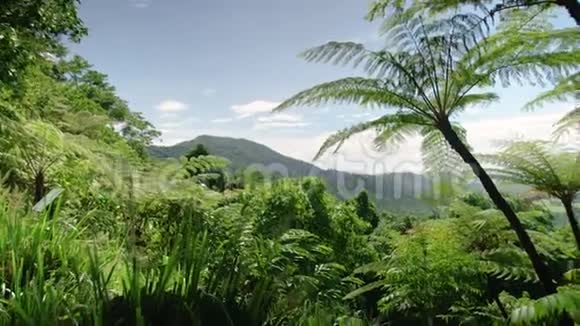 丛林上的棕榈树视频的预览图