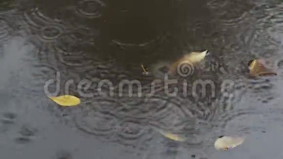 秋雨中的雨圈和水坑里的树叶视频的预览图