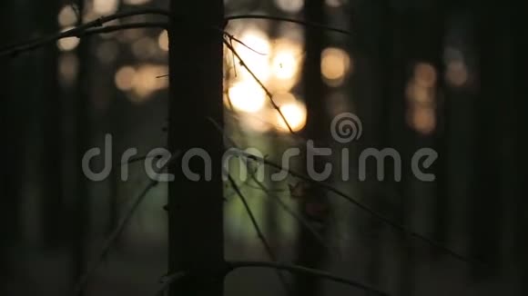 蜘蛛线在浪漫的夏林中阳光在早晨的松林中反射视频的预览图