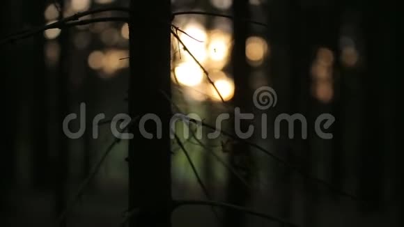 刺绣花边日出森林日落海中的松树视频的预览图
