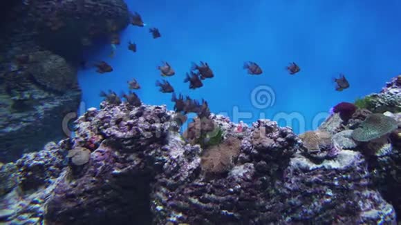 线虫斑基鱼珊瑚基鱼或基鱼视频的预览图