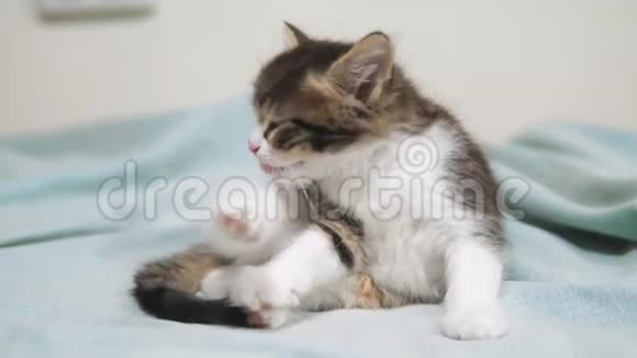 厚厚的毛茸茸的小猫正在洗爪子可爱的小猫小猫宠物猫概念视频的预览图