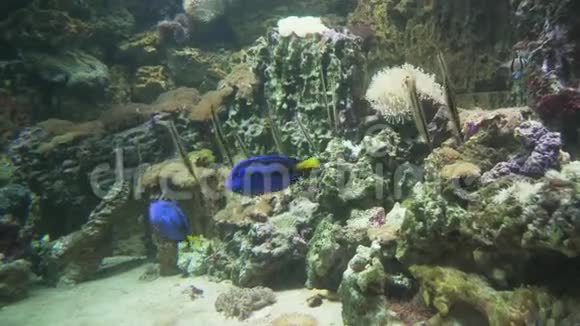 海洋水族馆里的鱼视频的预览图