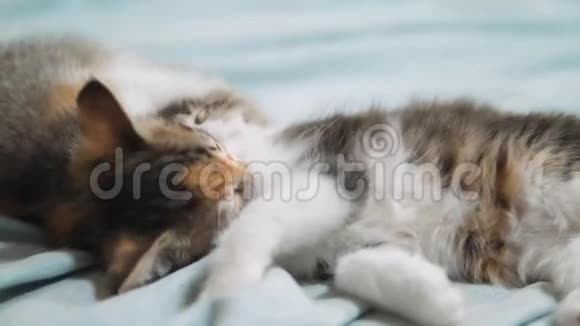 白两只小猫玩着睡觉互相咬着两只好玩的小红毛小猫互相玩两个视频的预览图