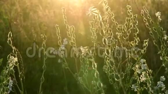 日落时的草甸和皂荚俄罗斯的性质视频的预览图