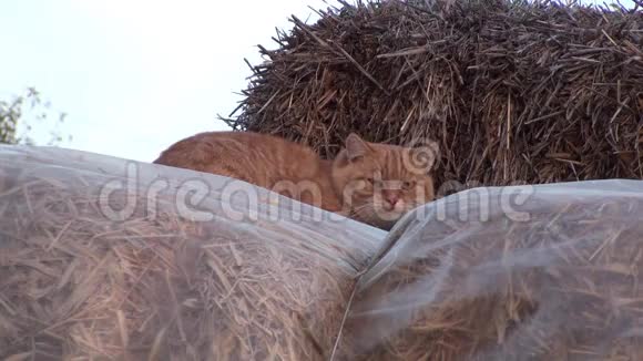乡村猫在干草堆上视频的预览图