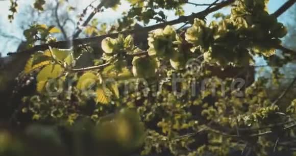 春天晴天的榆树自然背景榆树枝和年轻明亮的叶子在白天的阳光下视频的预览图