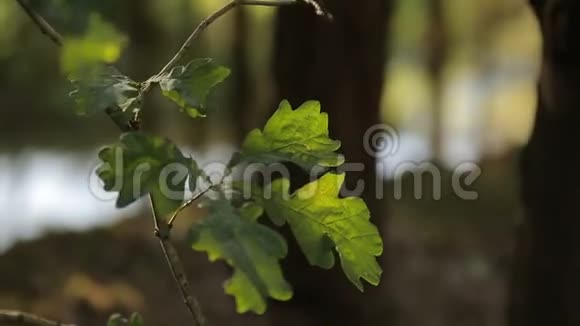 在流动的溪流森林景观背景下温暖的夏日阳光照亮了幼芽和橡树叶视频的预览图