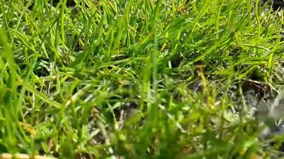 夏日草水慢镜头拍摄滴视频的预览图