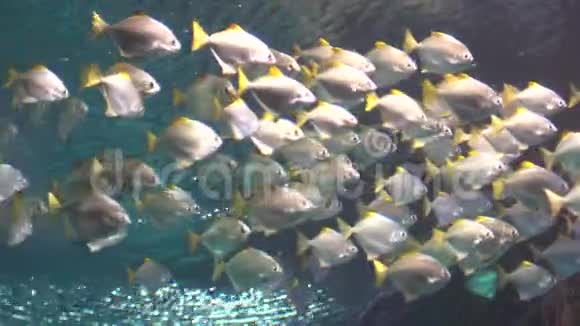 一群白色的热带鱼在水下游泳视频的预览图
