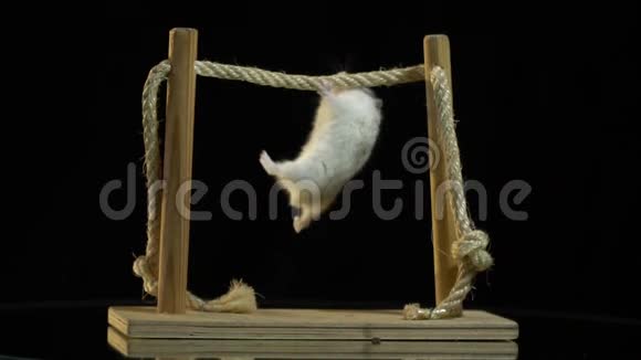 一只毛茸茸的仓鼠把挂在镜桌上的一根绳杆上的胡子挑起视频的预览图