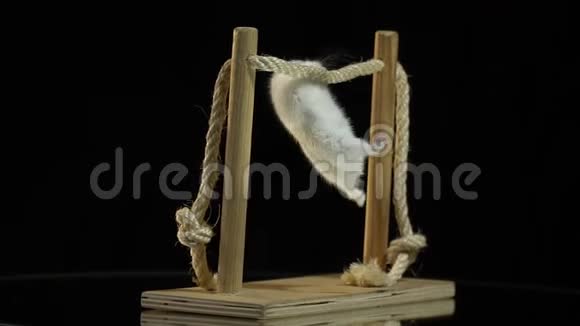 一只黑眼睛的白仓鼠停在展示桌上旋转的水平杆上视频的预览图