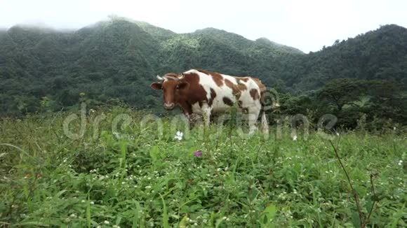 一头牛拴在热带田野上视频的预览图