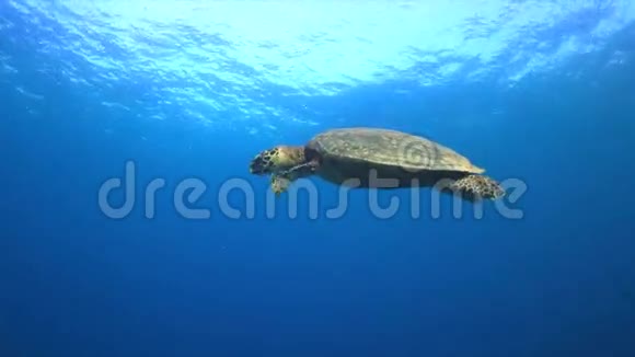 鱼游到水面4K视频的预览图