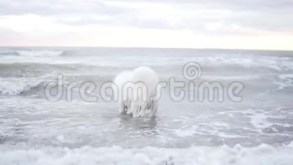 可爱的猎狗在海洋或海洋中玩波浪慢镜头视频的预览图