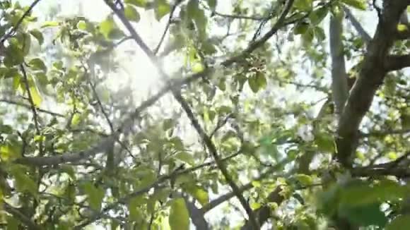 夏日阳光前盛开的五颜六色的苹果树视频的预览图