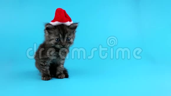戴着圣诞帽的可爱的小圣诞猫在镜头和喵喵叫视频的预览图