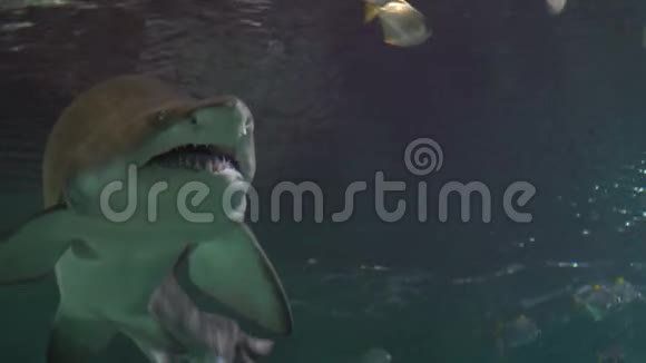 一群白色的热带鱼漂浮在水族馆里一条鲨鱼出现了视频的预览图