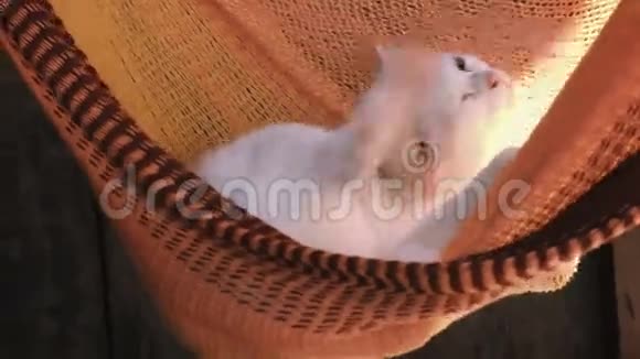 白猫休息在一个橙色的吊床上晒太阳猫洗视频的预览图